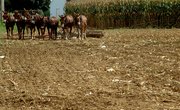 Agriculture Thesis Ideas