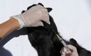 Veterinary Colleges in Arizona
