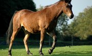 List of Accredited Online Equestrian Schools