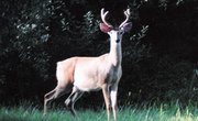 Taxidermy Schools in Oklahoma