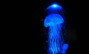 Schools for Marine Biology in Utah