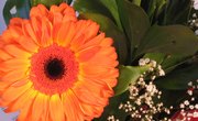 Top Floral Design Schools in the U.S.