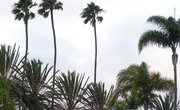 A List of Community Colleges Near Fort Myers, Florida