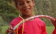 Black Alliance for Educational Options Scholarships