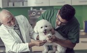 How to Become a Licensed Veterinary Technician in Canada