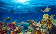 Top 5 Marine Biology Schools