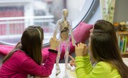 What Types of Biology Majors Are There?
