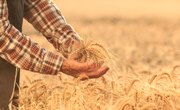 Lives of Migrant Farm Workers in the 1930s