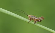 What Is the Symbolism of the Cricket in China?