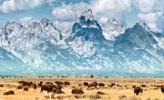 How Many Buffalos Were Killed During the Settlement of the Western United States?