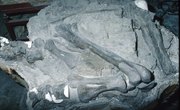 Top Texas Colleges That Offer Paleontology