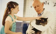 Animal Chiropractic Schools