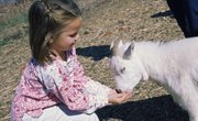 Science Activities Relating to Farm Animals for Preschoolers