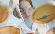 How to Get a Doctorate in Microbiology