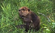 How Were Beaver Skins Used in the 1800s?