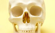 What Class Do I Need for Facial Reconstruction?