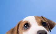 How to Design Your Own Classical Conditioning Experiment