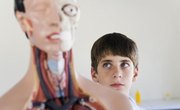 How to Memorize Anatomy & Physiology Terms