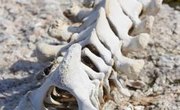 How to Identify Animal Vertebrae