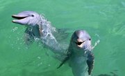 Colleges for Marine Biology & Zoology