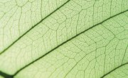 5th Grade Lesson Plan on Photosynthesis