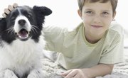 5th Grade Science Fair Project That Involves Dogs