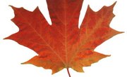 How to Mount Leaves for a Leaf Collection