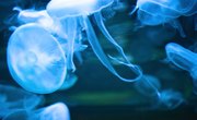 How Long Do Marine Biologists Go to School?
