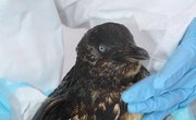 Schools With Wildlife Rehab Courses