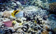 A List of Universities in California Offering Marine Biology Majors