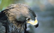 Eagles & Native American Symbolism