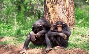 Animal Lesson Plans for Two-Year-Olds