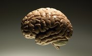 Who Was the First Black Neurosurgeon?
