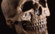 Top Colleges for Forensic Anthropologists