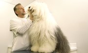 How Many Years of School Does It Take to Be a Vet?