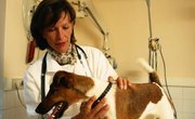 Vet School vs. Med School