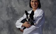 What Math Courses Do Veterinarians Take During College?