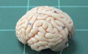 Why Are Psychologists Concerned With Human Biology?