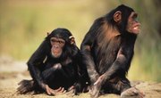 PhD Programs in Animal Behavior