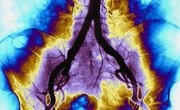 The Best College or University for Becoming a Neurosurgeon