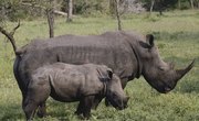 What Subjects in High School Do You Take in Order to Become a Zoologist?
