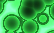 Examples of Diffusion in Organs