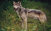 Myths & Legends of Northern Pacific Coastal Indians
