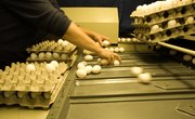 Colleges That Offer Classes on Chicken Farming