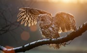 Cherokee Beliefs About Owls