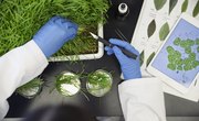How to Get a Ph.D. in Biology