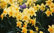 Capitalization Rules for Flowers