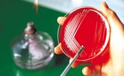 Aims and Objectives of Studying Biology