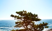 Titles for Science Projects About Plants