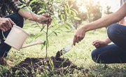 How to Hold a Ceremony to Plant a Tree